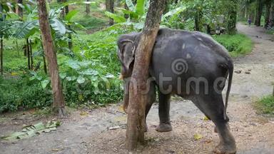 大象在树上搔脖子. 泰国雨林自然<strong>动物</strong>。 <strong>高清</strong>慢速运动。
